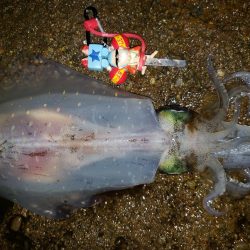 ナイトエギング