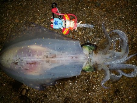 ナイトエギング