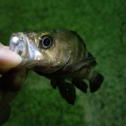 鳴門ランガンアジング