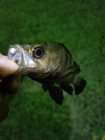 鳴門ランガンアジング