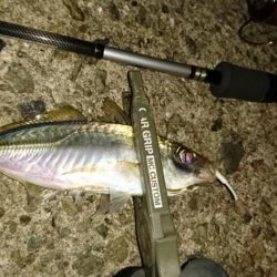 アジングでアジ釣れました。