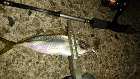 アジングでアジ釣れました。
