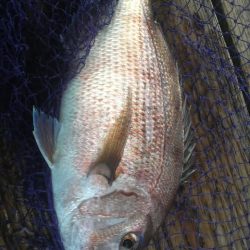 今年は不調・・・