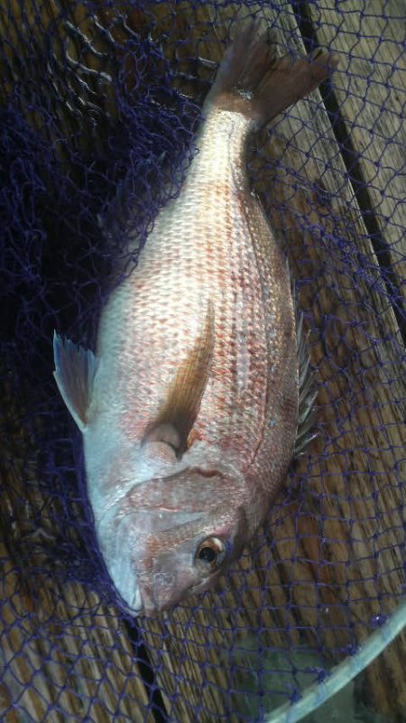 今年は不調・・・