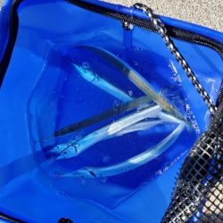 サヨリウヨウヨ