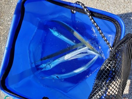 サヨリウヨウヨ