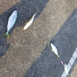 マリーナシティでジグサビキ威力発揮