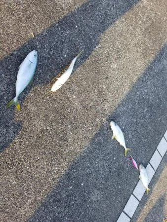 マリーナシティでジグサビキ威力発揮