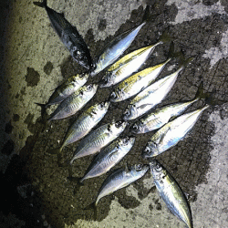 瀬戸内の島アジング（2019-9)