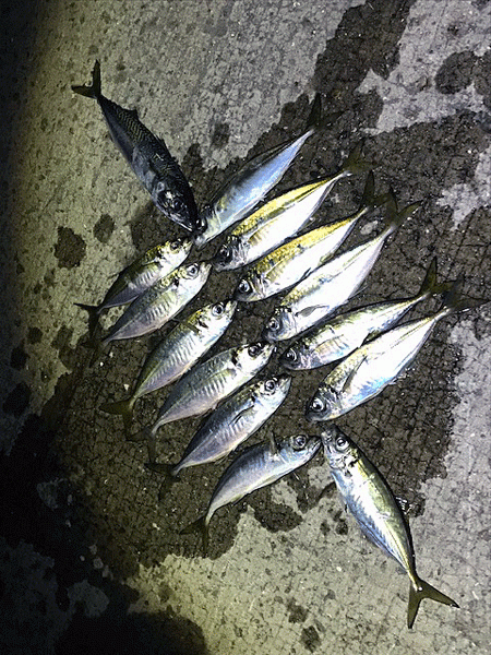 瀬戸内の島アジング（2019-9)