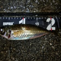 愛媛アジング遠征