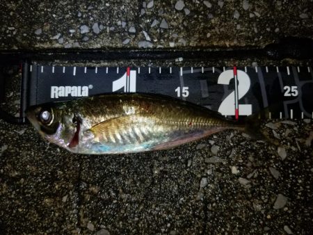 愛媛アジング遠征