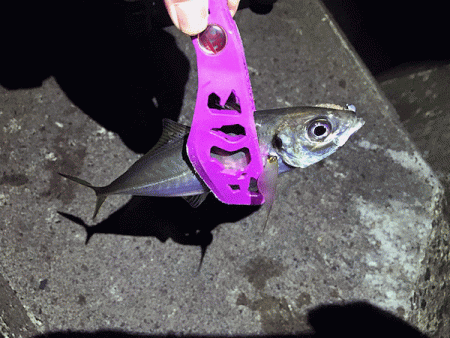 日本海アジング(2019-10)