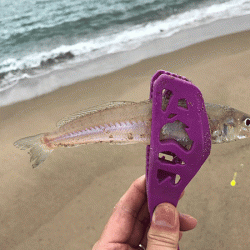 日本海キス釣り(2019-4)