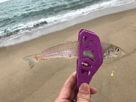 日本海キス釣り(2019-4)