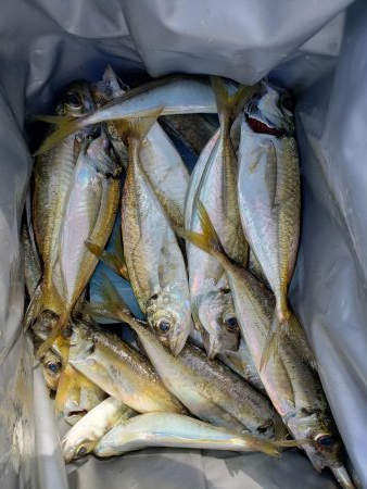 SUPフィッシング