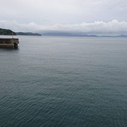 はぐれジャンボサヨリ