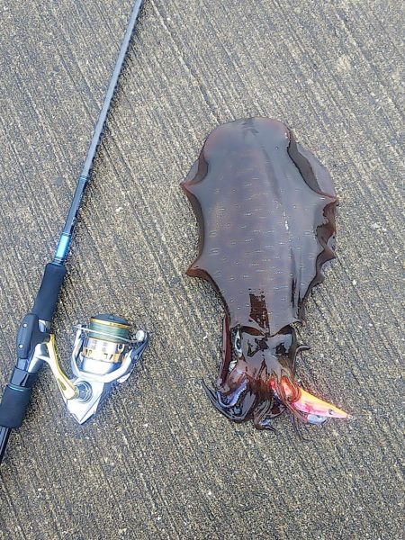 アオリイカまだ釣れます