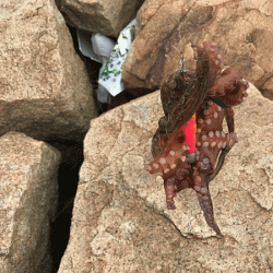 姫路タコ（2019-2）