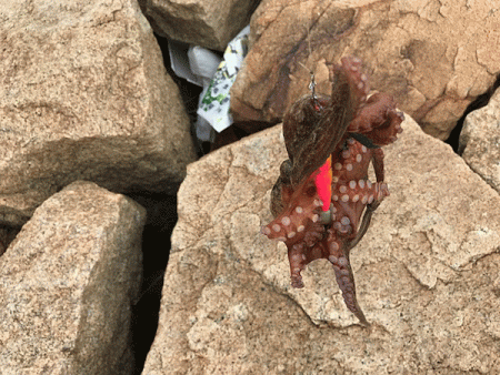 姫路タコ（2019-2）