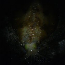 逆転ホームラン