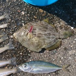 オキアミでキス