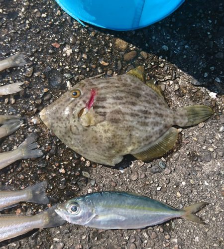 オキアミでキス