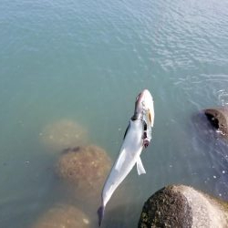 増水後の紀ノ川調査。写真はさば折り失敗…