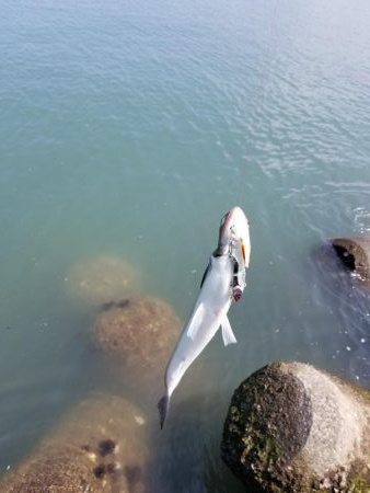 増水後の紀ノ川調査。写真はさば折り失敗…