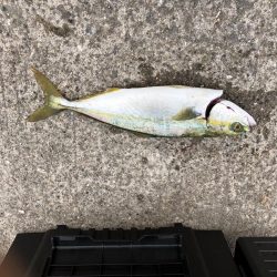 ツバス?ハマチ?