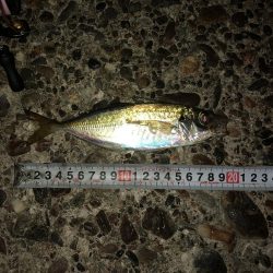 梅雨の晴れ間アジング