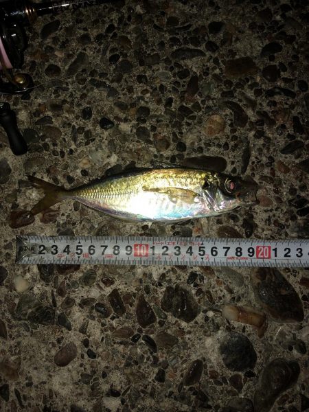 梅雨の晴れ間アジング