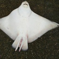 南港魚つり園護岸でモンスター