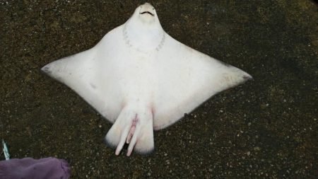 南港魚つり園護岸でモンスター