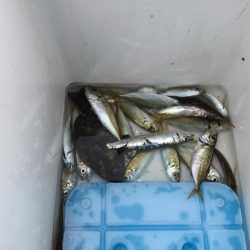 安定のサビキ釣り船磯