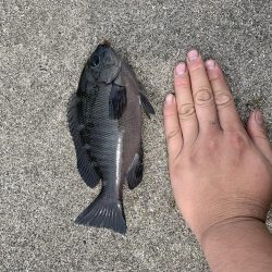 仮屋 都志港 洲本港 釣行