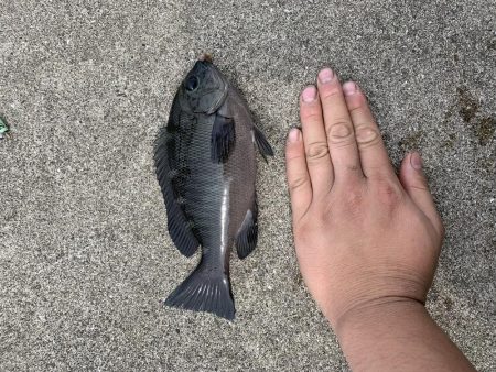 仮屋 都志港 洲本港 釣行