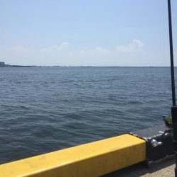 ちょっとずつ大きいなってますがな