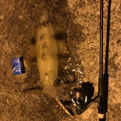 アオリ、キロオーバー