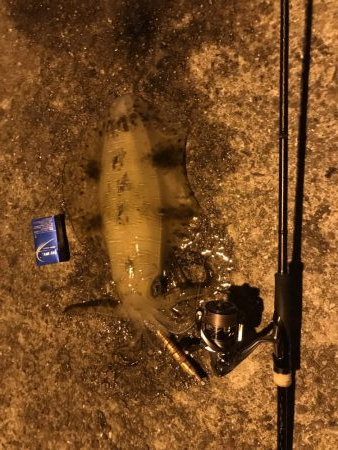 アオリ、キロオーバー