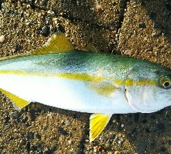 シーサイドコスモ ツバス