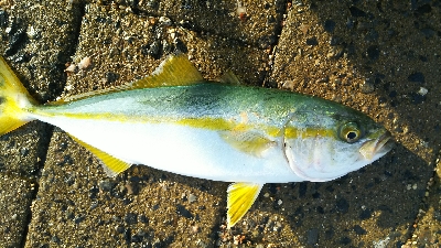 シーサイドコスモ ツバス