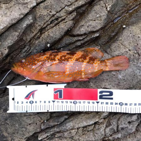 磯場でキジハタ