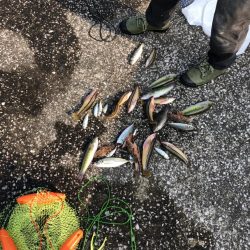 初の大入島…果たして!