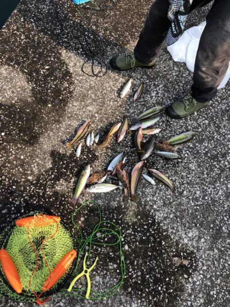 初の大入島…果たして!