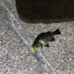 タケノコメバル