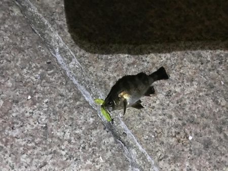 タケノコメバル