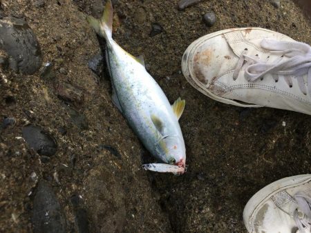 今後この海に期待大