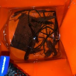 梅雨明け手長えび釣り