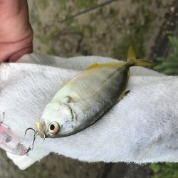 今シーズン初メッキ!